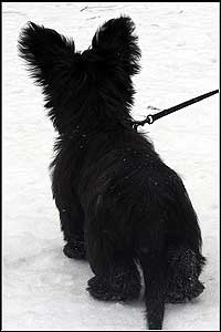 у щенка на черной спинке тают белые снежинки